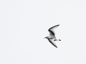 Ross's gull in flight