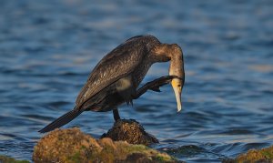 Great Cormorant