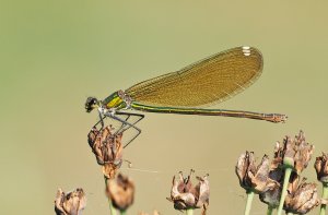 Female Banded Demoiselle