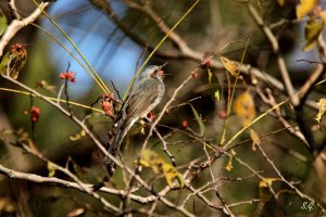 Brown-eared bulbul foraging