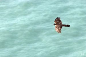 Sparrowhawk migrating across the sea