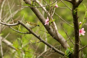 Pallas's leaf warbler catching a fly