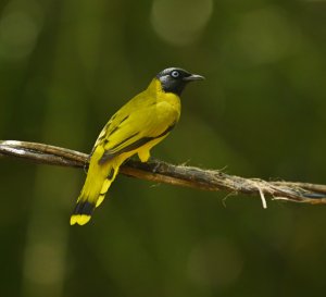 Black Headed Bulbul.