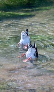 Synchro swim