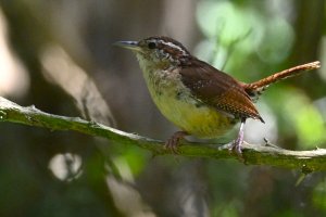 Carolina Wren