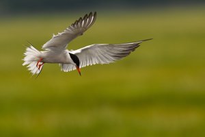 One good Tern deserves another