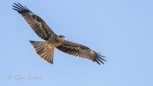 Black Kite