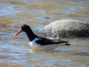 Austernfischer | Eurasian Oystercatcher