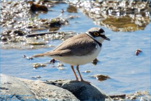 Flußregenpfeifer | Little Ringed Plover