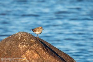 Temminckstrandläufer | Temminck's Stint