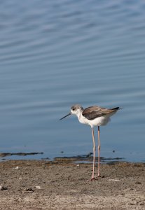 black-winged stilt