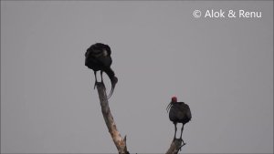 Red naped Ibis-habitat courtship display call-Amazing Wildlife of India by Renu Tewari & Alok Tewari