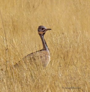 Rüppell's Bustard