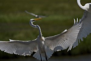 Great Egret Xray