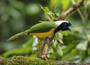 Green Jay (Inca)