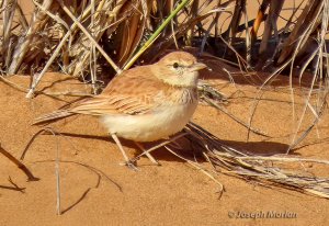 Dune Lark