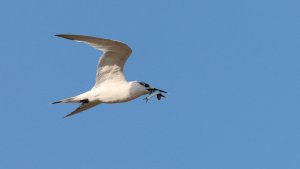 sandwich tern