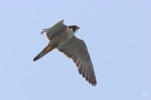 Peregrine from islands of east China