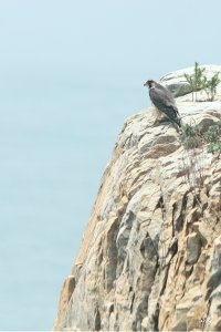 Peregrine juvenile