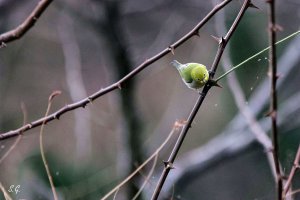 Swinhoe's white-eye.jpg