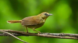 Pin Striped Tit Babbler.