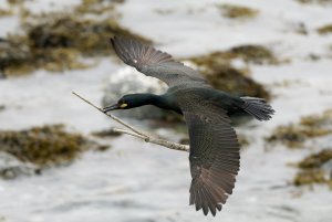 Shag flying with nesting materials