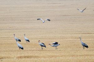 Common_Cranes.jpg