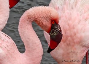 Lesser Flamingo