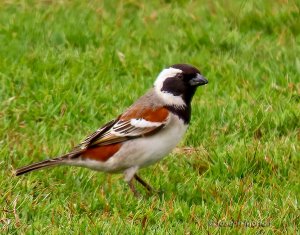 Cape Sparrow