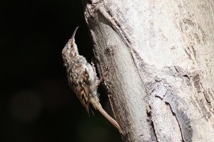 short-toed treecreeper