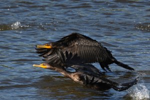 Double Crested Cormorants taking off
