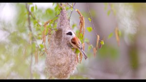 Eurasian Penduline Tit or European Penduline Tit