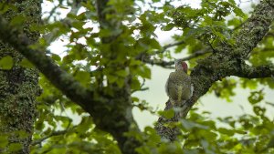 European Green Woodpecker