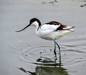 Pied Avocet