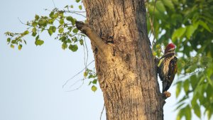 Black-rumped Flameback