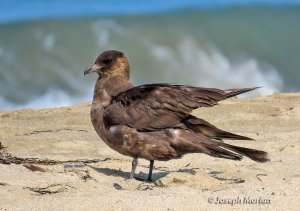 Pomarine Jaeger