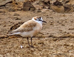 White-fronted Plover