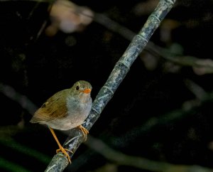 Orange-billed Nightingale Thrush