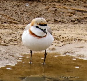 Chestnut-banded Plover