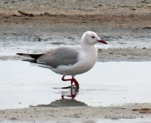 Hartlaub's Gull