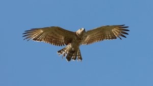 short-toed snake-eagle (subadult)