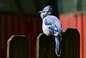 Blue Jay mutation?