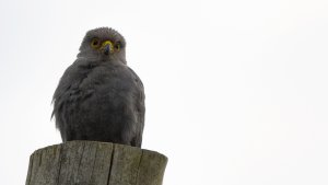 Grey Kestrel