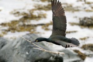 Shag flying with nesting materials