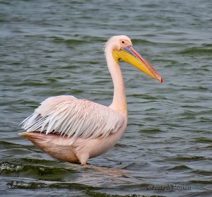 Great White Pelican