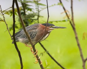 Green Heron