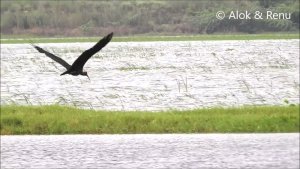 Lakescape-957 : Red naped Ibis :flight over wetland usurped and threatened-Wild India by Renu Tewari and Alok Tewari