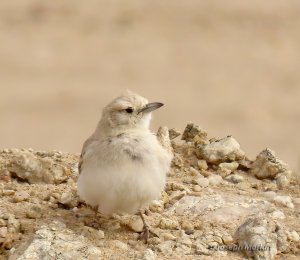 Gray's Lark