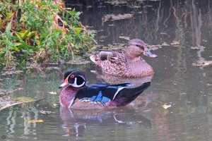 Wood_Duck_and_Mallard.jpg