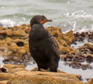 Crowned Cormorant